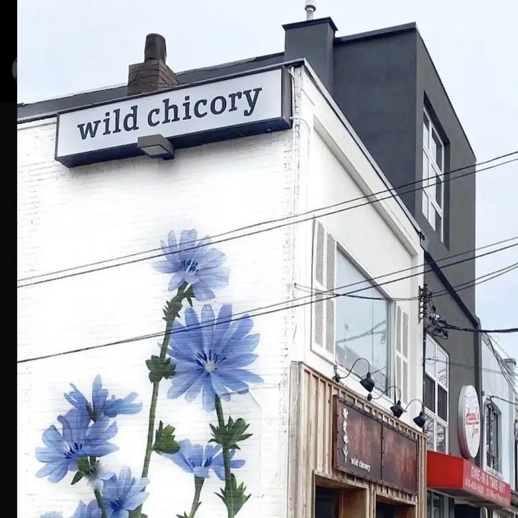 Wild Chicory